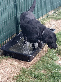 Sorties sur parcours des Chiens